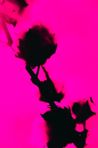 Schwarze Silhouette Der Pflanze Auf Rosa Hintergrund — Stockfoto