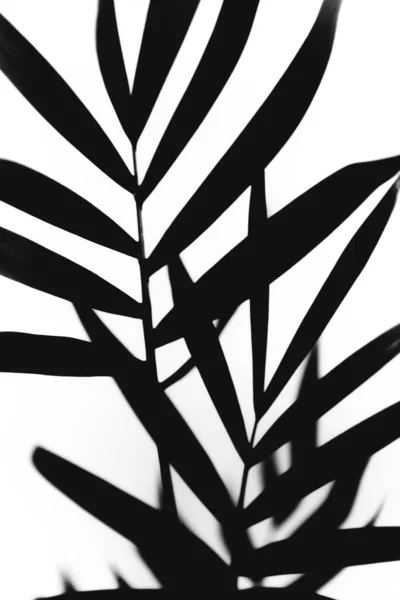 Herbarium Und Blumenstrauß Auf Weißem Hintergrund — Stockfoto