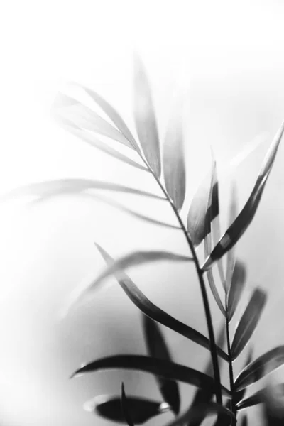 Beyaz Arka Planda Bitki Çiçek Demeti — Stok fotoğraf