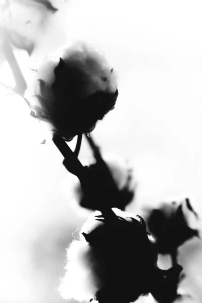 Черно Белый Силуэт Натуральной Хлопковой Ветви — стоковое фото