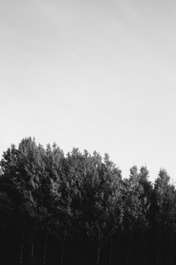 siyah beyaz ağaç, dallar siluet