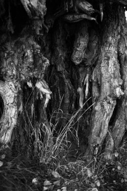 siyah beyaz ağaç, dallar siluet