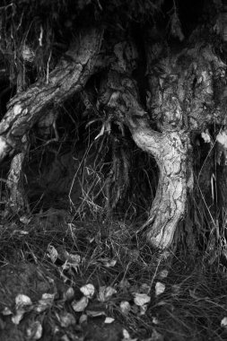 siyah beyaz ağaç, dallar siluet