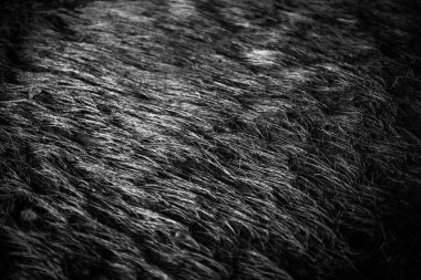 Ayı kürkünün siyah beyaz dokusu 