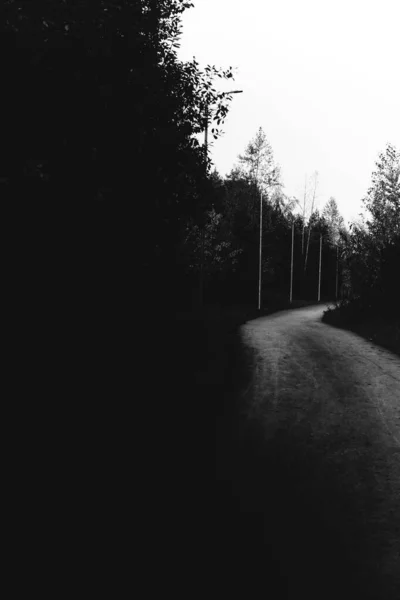 Foto Bianco Nero Della Strada Nella Foresta — Foto Stock