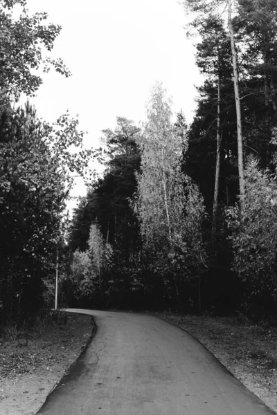 Zwart Wit Foto Van Weg Het Bos — Stockfoto