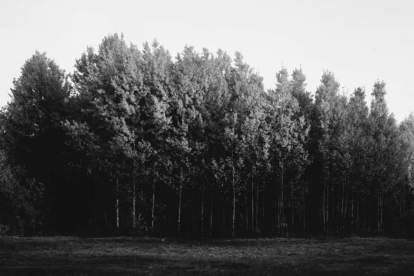 Black White Tree Branches Silhouette — Stock Photo, Image