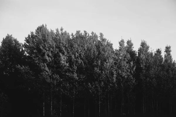 Černý Bílý Strom Silueta Větví — Stock fotografie