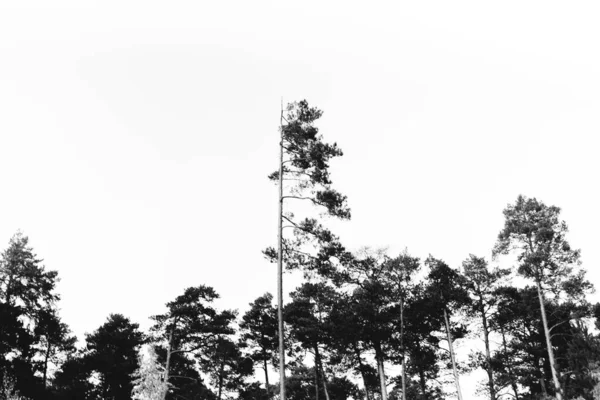 Černý Bílý Strom Silueta Větví — Stock fotografie
