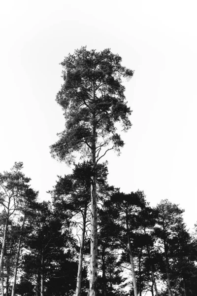Árvore Preta Branca Silhueta Ramos — Fotografia de Stock
