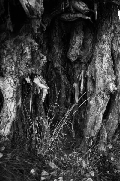黒と白の木枝のシルエット — ストック写真