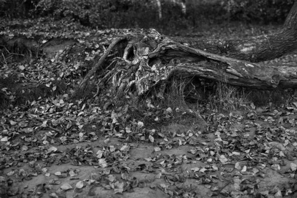 Черно Белое Дерево Силуэт Ветвей — стоковое фото