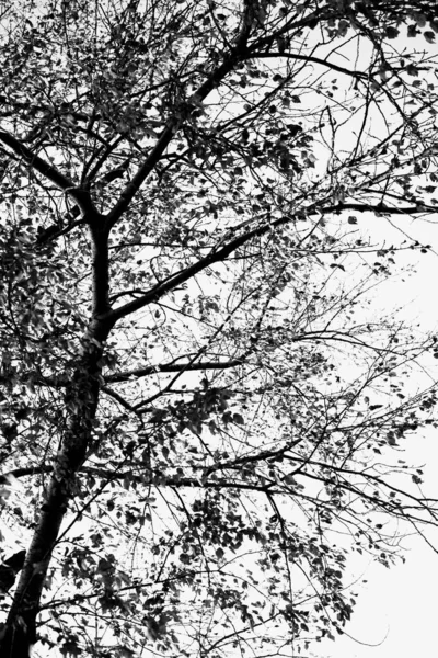 Arbre Noir Blanc Branches Silhouette — Photo