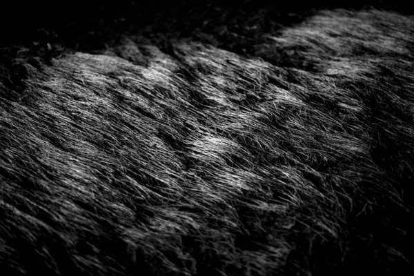 Schwarz Weiße Textur Des Bärenfells — Stockfoto