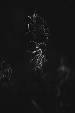 Ormandaki siyah beyaz çiçekler ve bitkiler