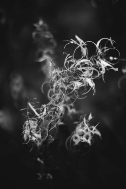 Ormandaki siyah beyaz çiçekler ve bitkiler