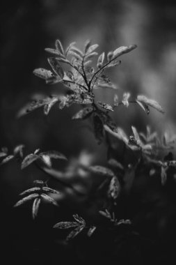 Ormandaki siyah beyaz çiçekler ve bitkiler