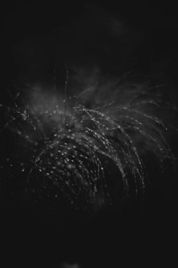 Ormandaki siyah beyaz çiçekler ve bitkiler