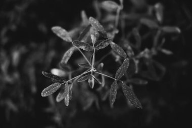 Ormandaki siyah beyaz çiçekler ve bitkiler