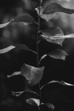 Ormandaki siyah beyaz çiçekler ve bitkiler