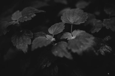 Ormandaki siyah beyaz çiçekler ve bitkiler