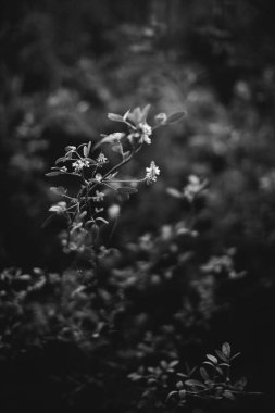 Ormandaki siyah beyaz çiçekler ve bitkiler