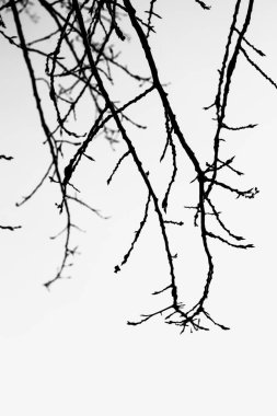 Ormandaki siyah beyaz çiçekler ve bitkiler