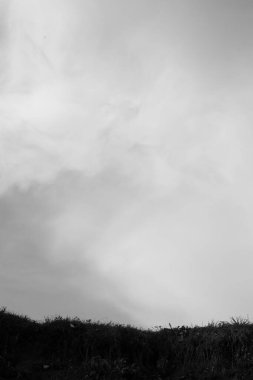 Ormandaki siyah beyaz çiçekler ve bitkiler