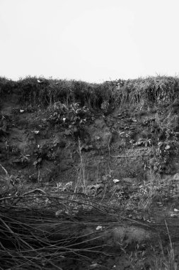 Ormandaki siyah beyaz çiçekler ve bitkiler