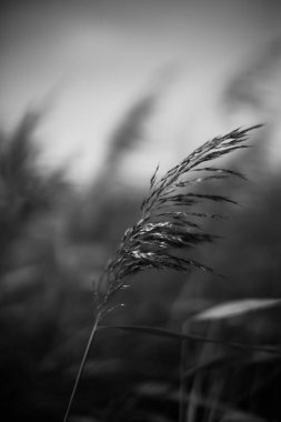 Ormandaki siyah beyaz çiçekler ve bitkiler