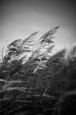 Ormandaki siyah beyaz çiçekler ve bitkiler