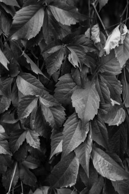 Ormandaki siyah beyaz çiçekler ve bitkiler