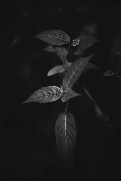森の中の白と黒の花や植物 — ストック写真