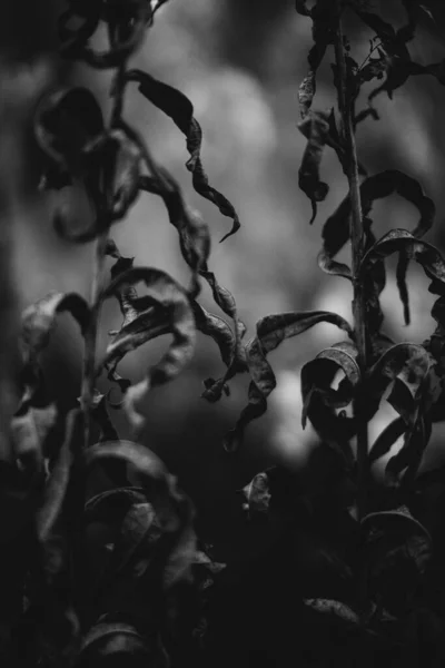 Fiori Piante Bianco Nero Nella Foresta — Foto Stock