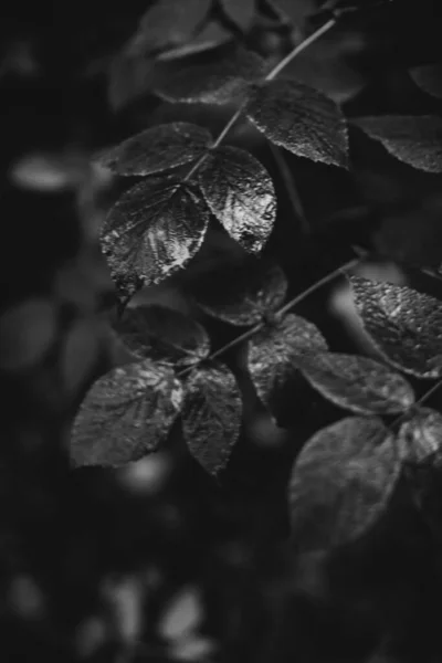 Černé Bílé Květy Rostliny Lese — Stock fotografie