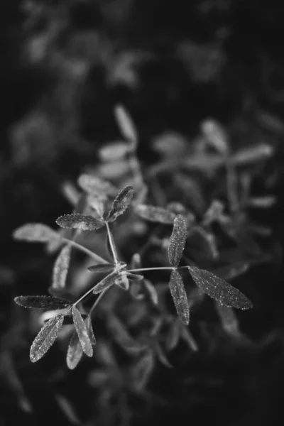 Svarta Och Vita Blommor Och Växter Skogen — Stockfoto