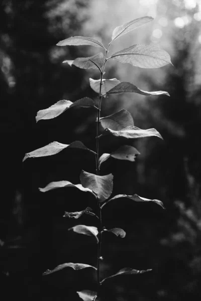 Flores Plantas Pretas Brancas Floresta — Fotografia de Stock