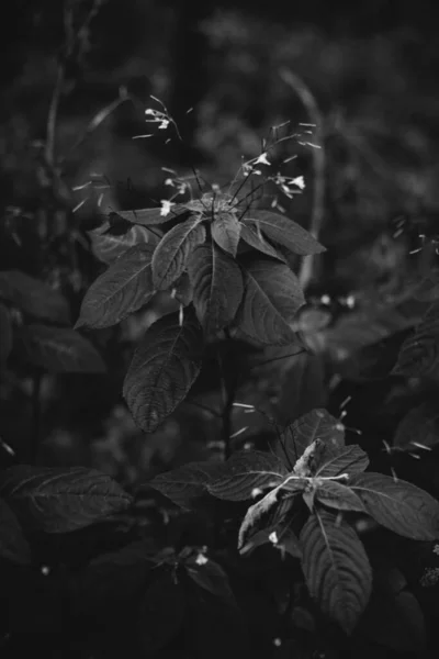 Черно Белые Цветы Растения Лесу — стоковое фото