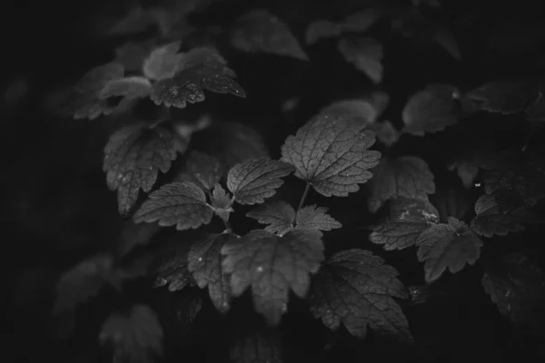 Svarta Och Vita Blommor Och Växter Skogen — Stockfoto