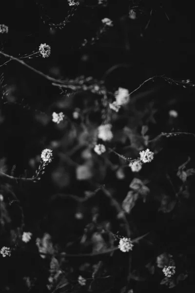 Czarno Białe Kwiaty Rośliny Lesie — Zdjęcie stockowe