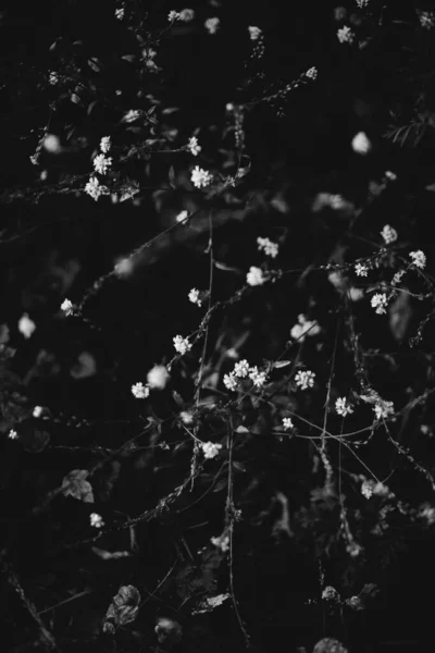 Zwart Wit Bloemen Planten Het Bos — Stockfoto