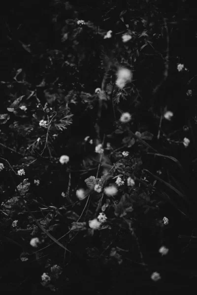 Schwarz Weiße Blumen Und Pflanzen Wald — Stockfoto