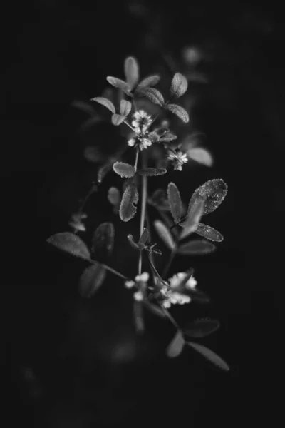 Fleurs Plantes Noires Blanches Dans Forêt — Photo