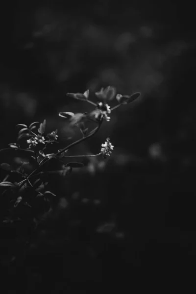 Flores Plantas Blancas Negras Bosque —  Fotos de Stock