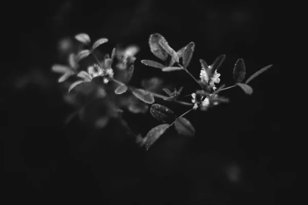 Черно Белые Цветы Растения Лесу — стоковое фото