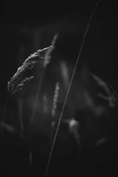 Fleurs Plantes Noires Blanches Dans Forêt — Photo