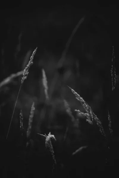 Black White Flowers Plants Forest — Stock Photo, Image