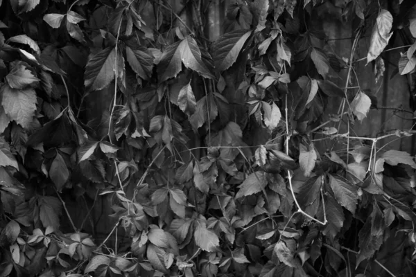 Fiori Piante Bianco Nero Nella Foresta — Foto Stock