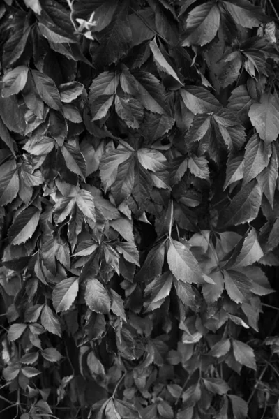 Fleurs Plantes Noires Blanches Dans Forêt — Photo