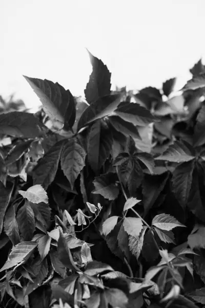 Fleurs Plantes Noires Blanches Dans Forêt — Photo